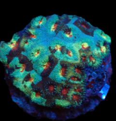 Favia sp. (Special Colored) (L) pb 520