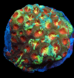 Favia sp. (Special Colored) (L) pb 639