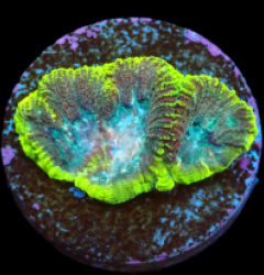 Favia sp. (Special Colored) (Rare) (DJM Cultured) pb 289
