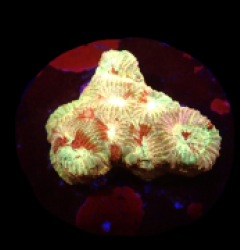 Favia sp. (Ultra) (DJM frag) o 144