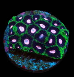 Favia sp. (Ultra) (DJM frag) pb 125