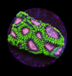 Favia sp. (WWC Space Monkey) (DJM Grown) o 020