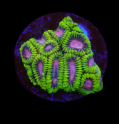 Favia sp. (WWC Space Monkey) (DJM Grown) o 059