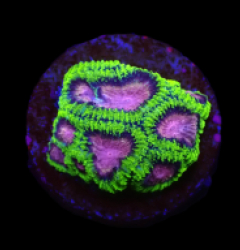 Favia sp. (WWC Space Monkey) (DJM Grown) o 211