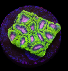 Favia sp. (WWC Space Monkey) (DJM Grown) o 217