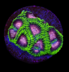 Favia sp. (WWC Space Monkey) (DJM Grown) o 254