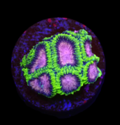 Favia sp, (WWC Space Monkey) (DJM Grown) o 509