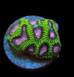 Favia sp. (WWC Space Monkey) (DJM Grown) pb 161