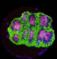Favia sp. (WWC Space Monkey) (Large frag) pb 622