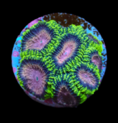 Favia sp, (WWC Space Monkey) (DJM Grown) pb 066