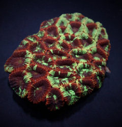 Favia spp. (Premium)