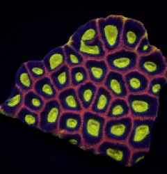 Favites complanata (Dragon Soul)