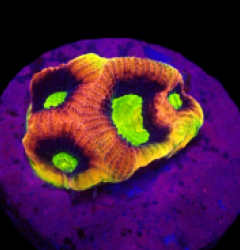 Favites complanata (Dragon Soul) (DJM frag) o 322