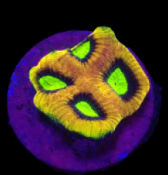 Favites complanata (Dragon Soul) (DJM frag) o 362