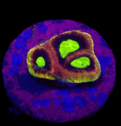 Favites complanata (Dragon Soul) (DJM frag) o 614