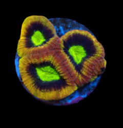 Favites complanata (Dragon Soul) (frag)