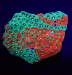 Favites pentagona (Premium)