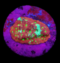 Favites pentagona (Ultra) (DJM frag) o 018