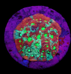 Favites pentagona (Ultra) (DJM frag) o 046