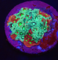 Favites pentagona (Ultra) (DJM frag) o 073 15