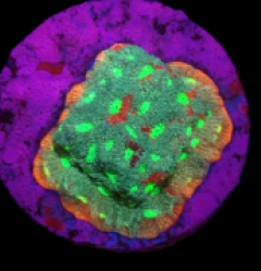 Favites pentagona (Ultra) (DJM frag) o 265