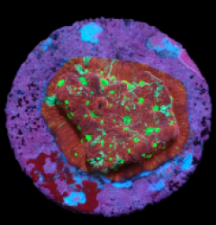Favites pentagona (Ultra) (DJM frag) pb 121