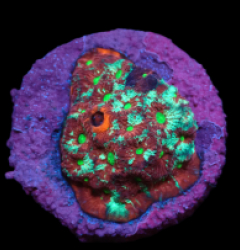 Favites pentagona (Ultra) (DJM frag) pb 309