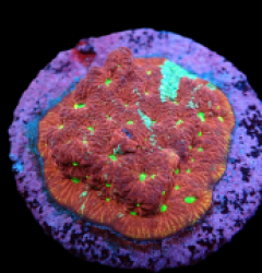Favites pentagona (Ultra) (DJM frag) pb 310