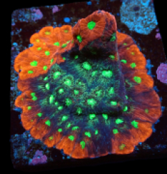 Favites pentagona (Ultra) (frag) pb 016