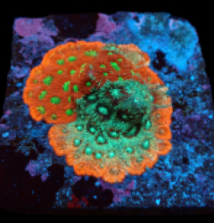 Favites pentagona (Ultra) (frag) pb 524