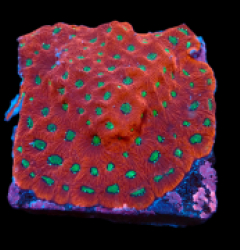 Favites pentagona (Ultra) (M) pb 042
