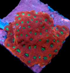 Favites pentagona (Ultra) (M) pb 079