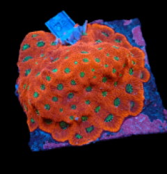 Favites pentagona (Ultra) (M) pb 616