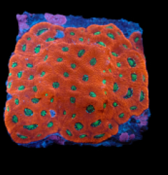 Favites pentagona (Ultra) (M) pb 627