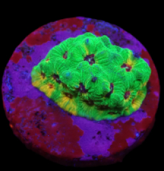 Favites sp. (Candy Corn) (DJM Grown) o 026