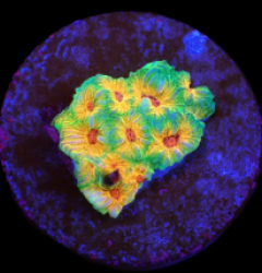 Favites sp, (Candy Corn) (DJM Grown) o 207