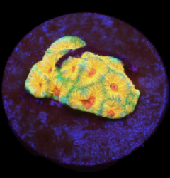 Favites sp, (Candy Corn) (DJM Grown) o 353