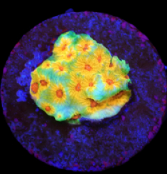 Favites sp, (Candy Corn) (DJM Grown) o 652