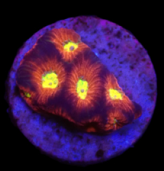 Favites sp, (JF Toro Bravo) (DJM frag) o 010