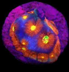 Favites sp, (JF Toro Bravo) (DJM frag) o 106