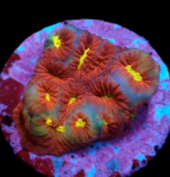 Favites sp. (JF Toro Bravo) (DJM frag) pb 230