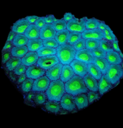 Favites sp. (Special Colored) (Australia) (L) pb 413