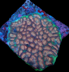 Favites sp. (Special Colored) (M) pb 031