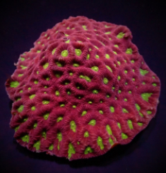 Favites spp. (Red) (Premium)