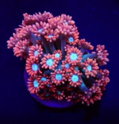 Goniopora spp. (Fire and Ice) (frag)