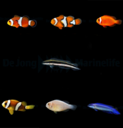 DJM bred fish package 1 (Mix)