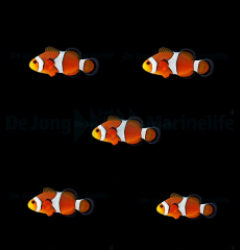 DJM bred fish package 10 (Ocellaris)