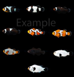 DJM bred fish package 12 (Designers)