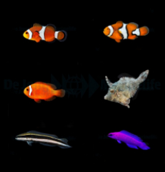 DJM bred fish package 2 (Mix)