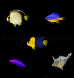 DJM bred fish package 20 (Mix 3)